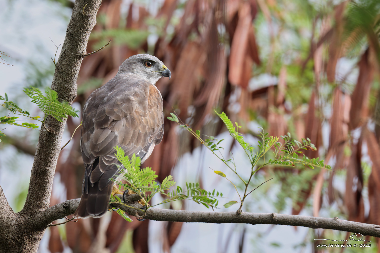 RIDGWAY'S HAWK (Buteo ridgwayi) - Stng / Close